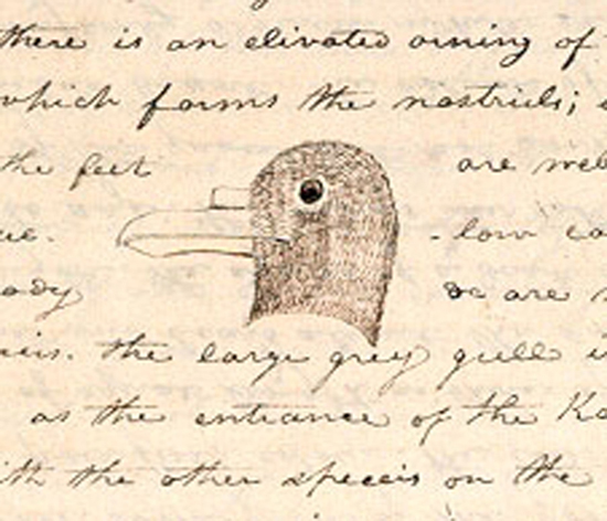 a snippet of a parchment page in which handwritten words surround an illustration of a head of a gull
