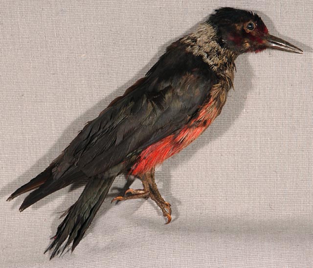 the body of a bird, posed stiffly, with dark brown feathers except for a belly covered in bright red feathers